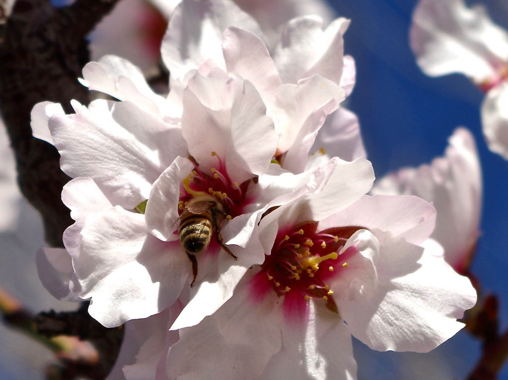 Tipps für den Frühjahrsbeginn mit Bienenprodukten