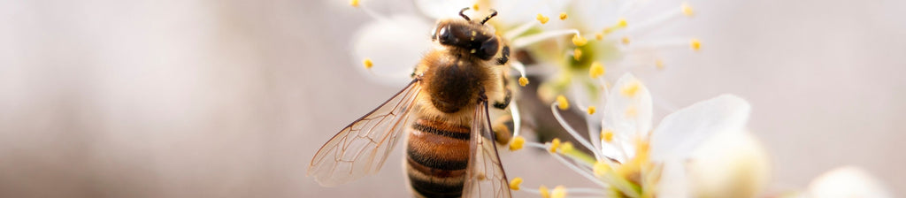 Biene-Weltbienentag